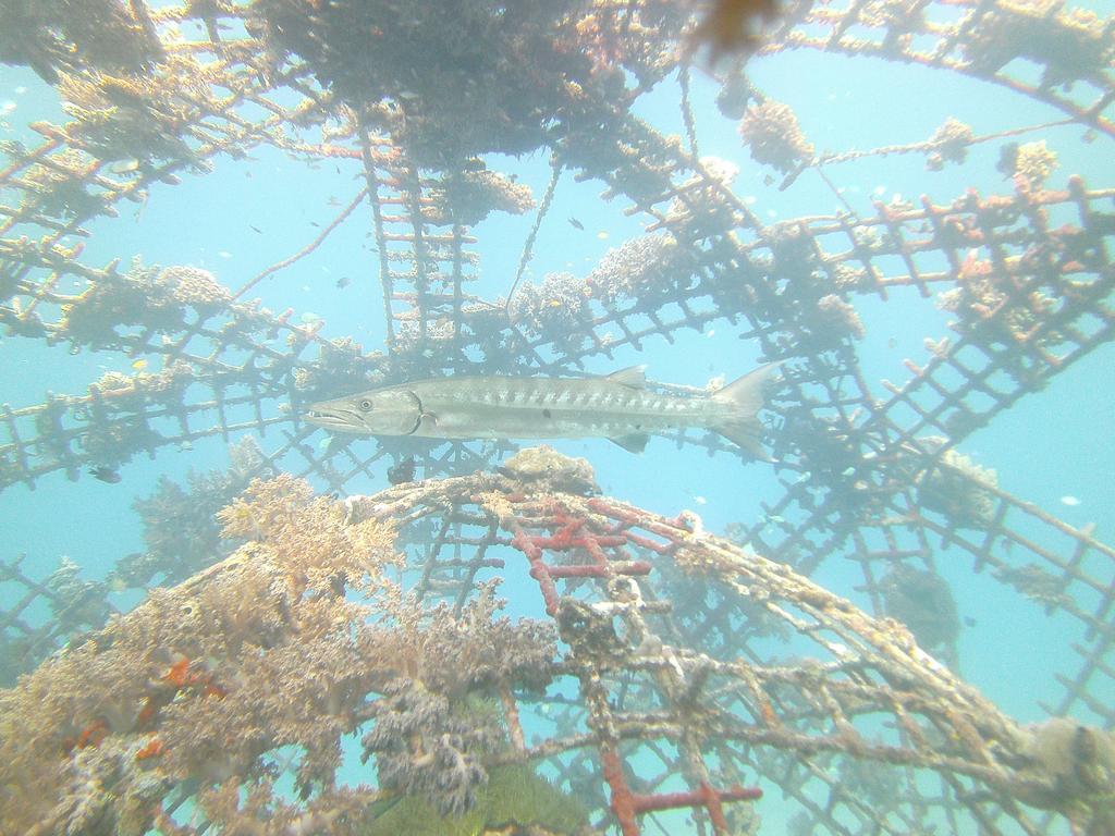 Biorock Homestay & Dive Center Pemuteran מראה חיצוני תמונה