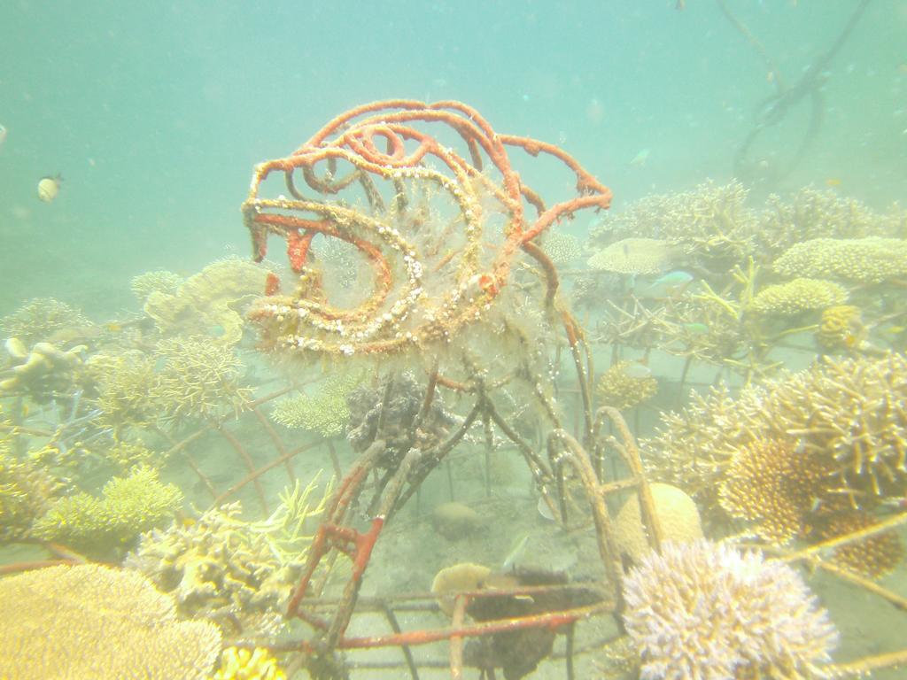 Biorock Homestay & Dive Center Pemuteran מראה חיצוני תמונה