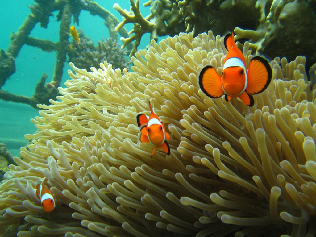 Biorock Homestay & Dive Center Pemuteran מראה חיצוני תמונה