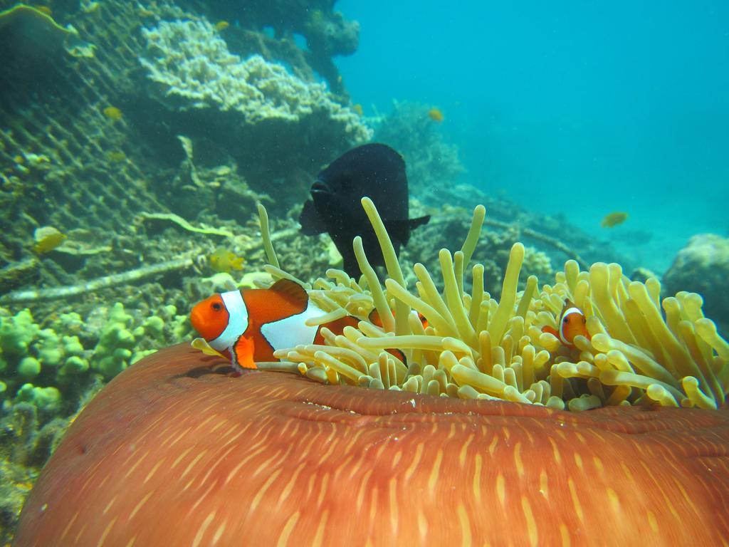 Biorock Homestay & Dive Center Pemuteran מראה חיצוני תמונה
