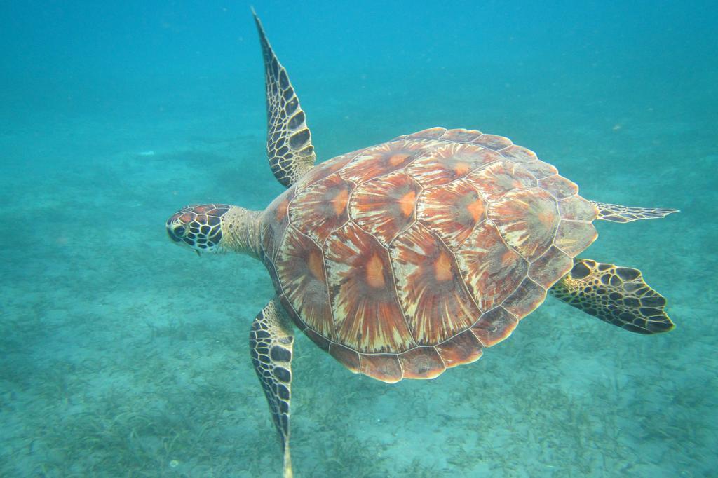 Biorock Homestay & Dive Center Pemuteran מראה חיצוני תמונה