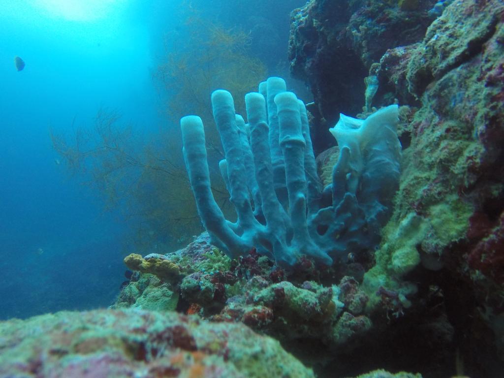 Biorock Homestay & Dive Center Pemuteran מראה חיצוני תמונה