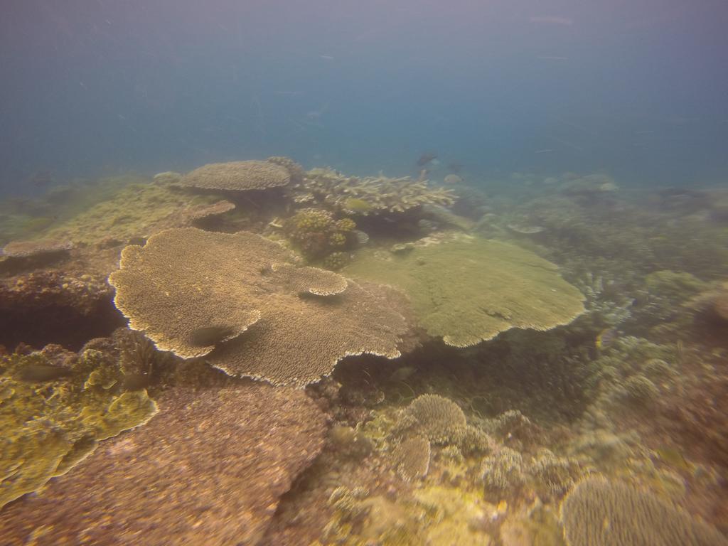 Biorock Homestay & Dive Center Pemuteran מראה חיצוני תמונה