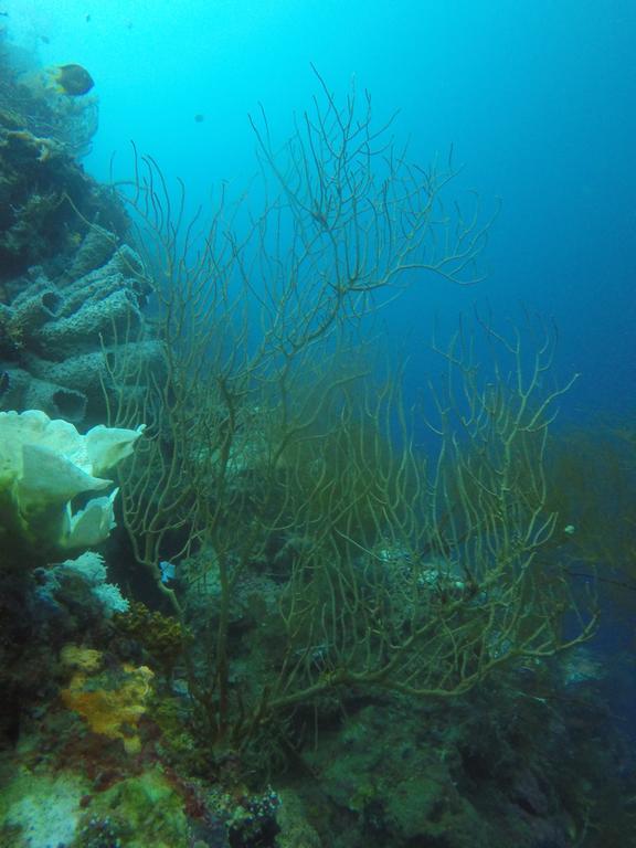 Biorock Homestay & Dive Center Pemuteran מראה חיצוני תמונה